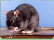 rat control Corby