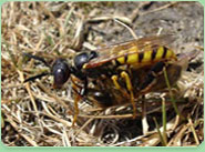 wasp control Corby